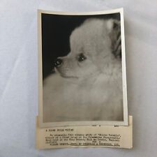 Press Photo Photograph London Dog Show Winner Pomeranian Silver Twinkle for sale  Shipping to South Africa