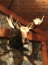 Moose shoulder mount for sale  Voorheesville