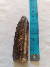 Fossile rare dent d'occasion  Ligny-en-Barrois