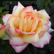 Rose bush peace for sale  GLASGOW