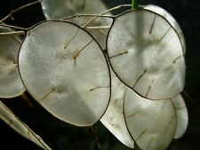 Semi lunaria moneta usato  Trappeto