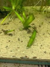 Trumpet snails 25 for sale  BARNSLEY