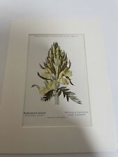 Antique botanical print for sale  PORTSMOUTH