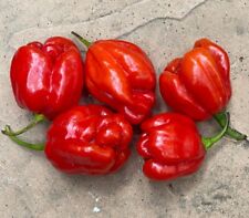Usado, Más de 55 semillas de pimienta habanero rojo reliquia superior jamaicana no transgénica ¡envío rápido! segunda mano  Embacar hacia Argentina