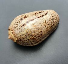 Olividae sea shell for sale  READING