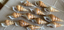 12 PCS ASSORT TIBIA CURTA SEA SHELL BEACH CRAFT DECOR 4 1/2" - 5", used for sale  Shipping to South Africa