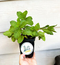Peppermint herb live for sale  Houston