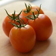 Heirloom tomato seeds for sale  Elma