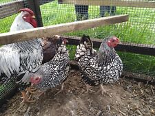Used, Silver Laced,buff laced,gold laced Wyandotte bantam Hatching Eggs X6  for sale  WINSFORD