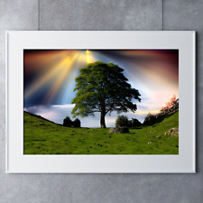Sycamore gap hadrians for sale  HOUGHTON LE SPRING