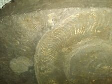 Großer ammonit schieferplatte gebraucht kaufen  Saerbeck