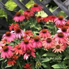 echinacea for sale  HOCKLEY