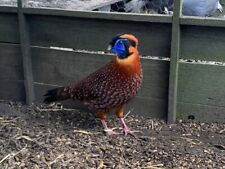 Temmincks tragopan pheasant for sale  MARLBOROUGH