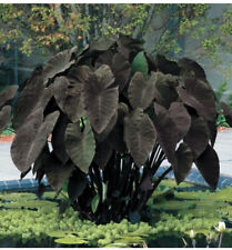 Colocasia esculenta black for sale  Altamonte Springs