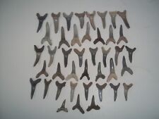 Sand tiger sharks for sale  Fort Meade