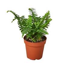 Jester crown fern for sale  Marshall