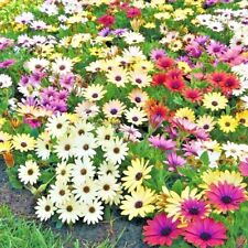 200 african daisy for sale  Wichita
