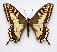 Papilio brevicauda oregonius for sale  PERSHORE