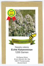 Katzenminze nepeta cataria gebraucht kaufen  Fürstenwalde/Spree