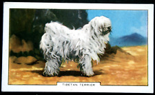 Tibetan terrier vintage for sale  DERBY