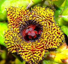 Used, UNROOTED Huernia hystrix subsp. parvula CACTUS STAPELIA ORBEA PSEUDOLITHOS for sale  Shipping to South Africa