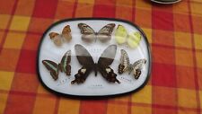 Entomologie papillon byasa d'occasion  Schiltigheim