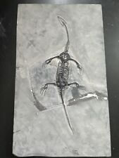 Reptile marin fossiles d'occasion  Dijon