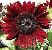 Rouge royale sunflower for sale  LONDON