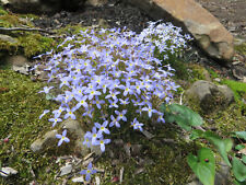 Azure bluets wildflower for sale  Warren