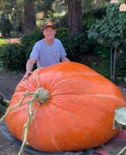 Atlantic giant pumpkin for sale  Lodi