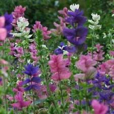 Clary sage tricolor for sale  Sevierville