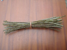 Goat willow cuttings for sale  UK
