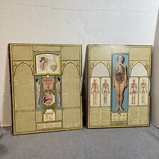 Moveable Medical Bodyscope 1935 Ralph Segal Human Anatomy Biology Physiology for sale  Shipping to South Africa