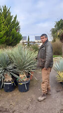 yucca rostrata d'occasion  Outarville