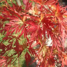 Acer palmatum 'Seiryu' Japanese Maple Deciduous Garden Shrub Plant | 9cm Pot for sale  UK