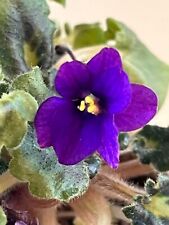 Gini african violet for sale  Walton