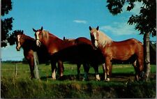 Horses Standing Barbed Wire Fence Into Camera Green Field Blue Sky Postcard UNP for sale  Shipping to South Africa