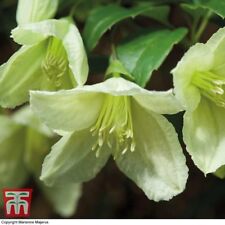 Clematis hardy perennial for sale  IPSWICH