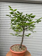 Carpino bianco bonsai usato  Italia