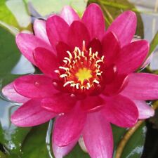 Nymphaea perry baby for sale  SKEGNESS