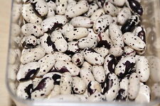 Schwarze dalmatiner schmuckbohne gebraucht kaufen  Warthausen