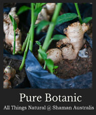Zingiber officinale GINGER Plant 50mm Pot - MEDICINAL SPICE FRESH GINGER for sale  Shipping to South Africa