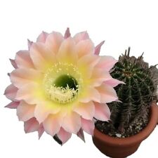 Cactus plant 8cm for sale  NOTTINGHAM