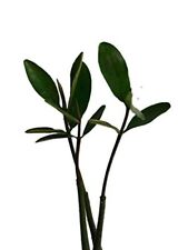 Mangroven samen rhizophora gebraucht kaufen  Schmidmühlen