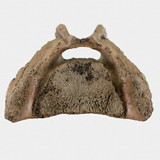 Fossil primigenius sacrum gebraucht kaufen  Lorsch