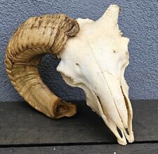 Fantastic ram skull for sale  PLYMOUTH