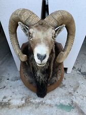 Taxidermie tête mouflon d'occasion  Antibes