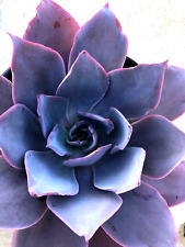 Echeveria afterglow currently for sale  San Marcos