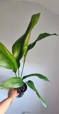 Leaves aspidistra plant for sale  FOLKESTONE