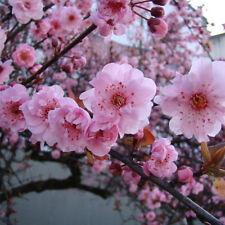 Prunus blireana flowering for sale  UK